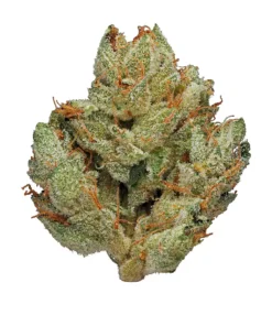 Sour Gorilla